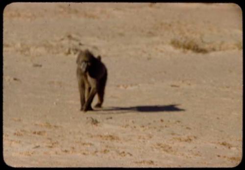 Baboon that bit Laurence Marshall, approaching the expedition truck