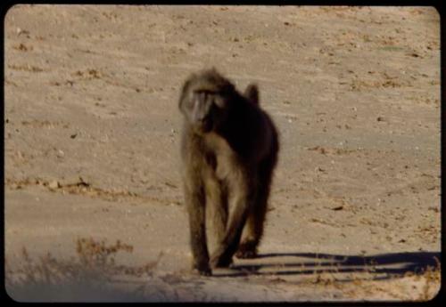 Baboon that bit Laurence Marshall, approaching the expedition truck, close-up