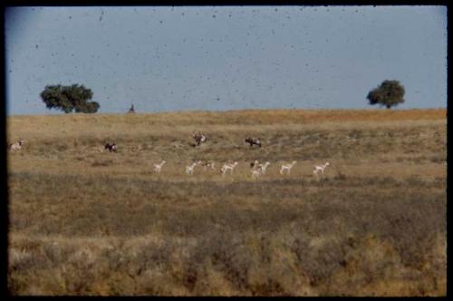 Springbok and gemsbok in the Nossob