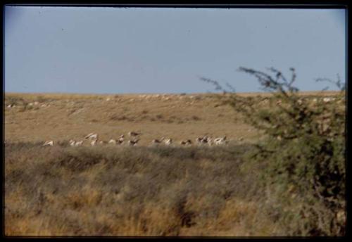 Springbok and gemsbok in the Nossob