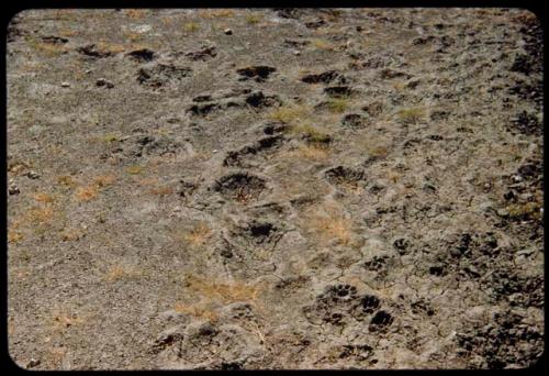 Lion tracks in dry mud