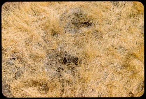 Tracks of a heavy animal in the grass