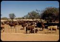 Cattle in a fenced enclosure