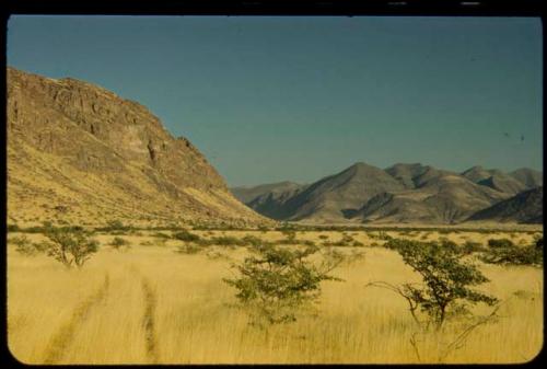 Truck tracks through golden grass, with hills in the background