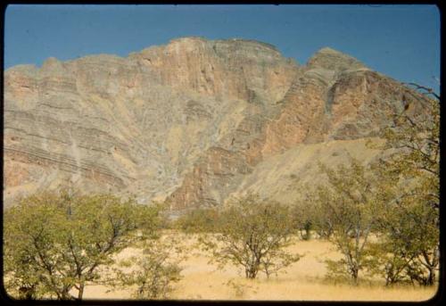 Thorn trees, with rocky mountains in the background