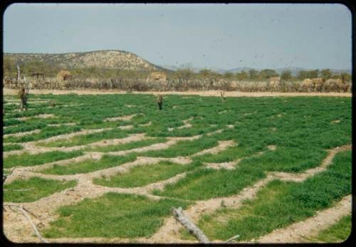 Field of grain