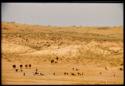 Cattle on arid hills
