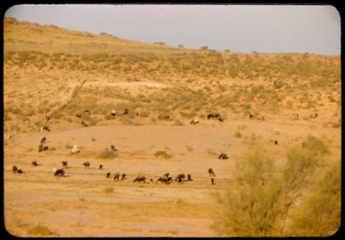 Cattle on arid hills