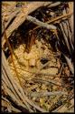 Gourd stored in a corn crib, close-up