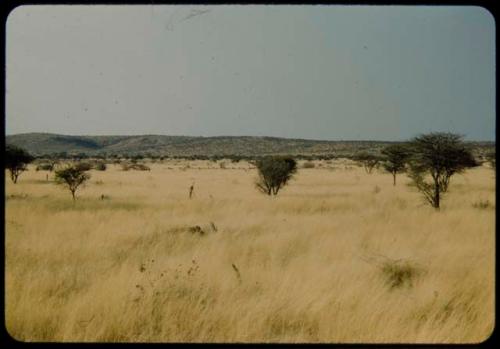 Landscape with grass