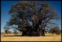 Big baobab tree at Quambi, with an expedition truck (Dodge) in front of it