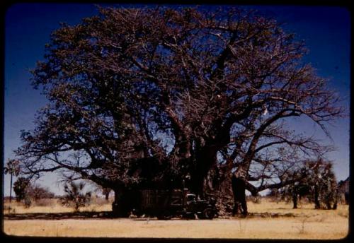 Big baobab tree at Quambi, with an expedition truck (Dodge) in front of it