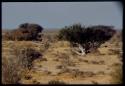 Bush with white bark in flat landscape