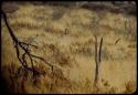 Paauw (Great Bustard) walking in the grass