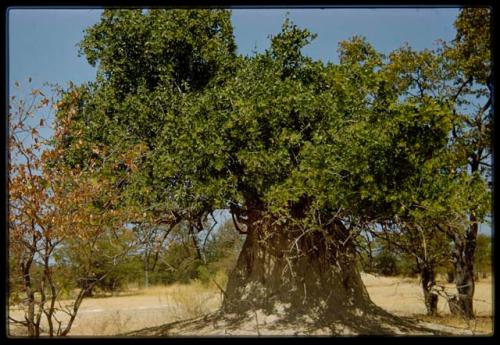 Ant hill enclosing a tree trunk