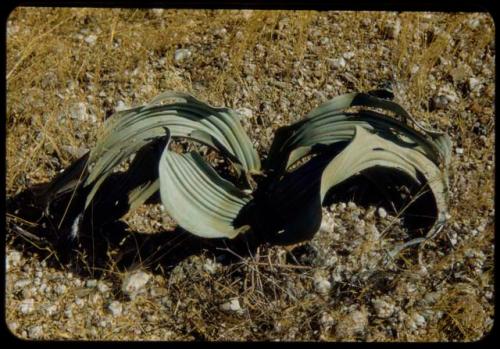 Welwitschia plant