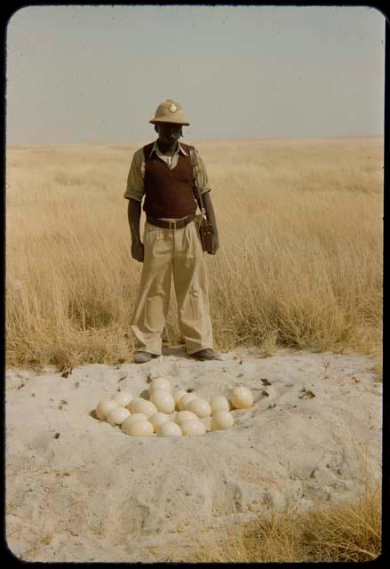 Policeman standing beside ostrich eggs in a nest