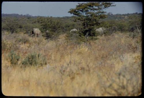 Elephants near Namutoni