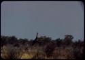 Head of a giraffe above tree tops, at a distance