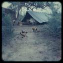 Chickens and chicks at the expedition camp