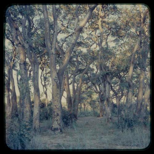 Grove of mangetti trees