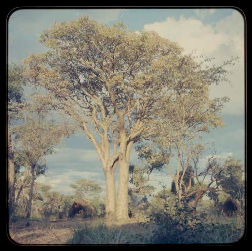 Baobab trees, with skerms and trees in the background