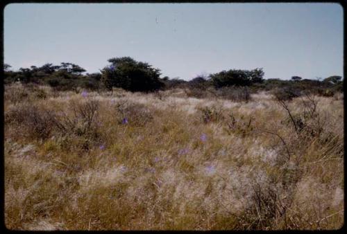 Landscape, grass and trees