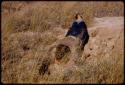 Elizabeth Marshall Thomas looking down into an ant bear hole