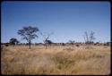 Landscape, grass and trees