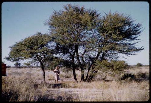 Elizabeth Marshall Thomas holding a quiver root, seen from a distance