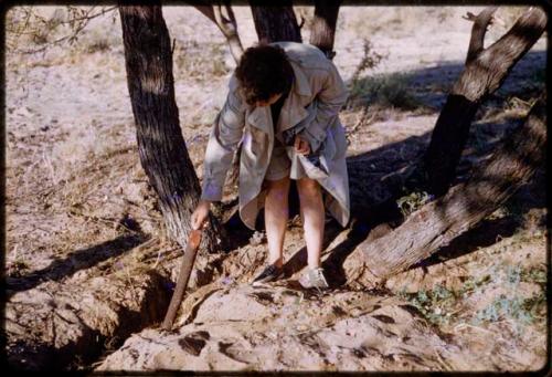 Elizabeth Marshall Thomas showing a piece of quiver root