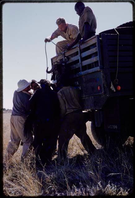 Expedition members hoisting a wildebeest into a truck