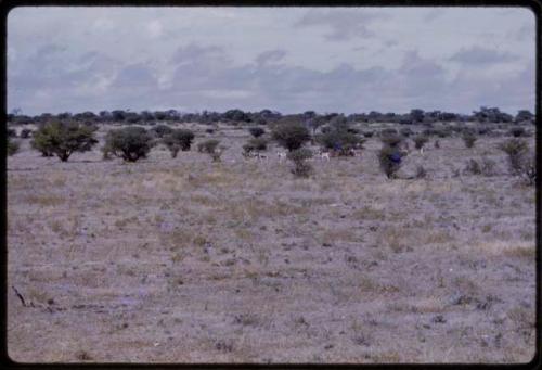 Springbok, seen from a distance