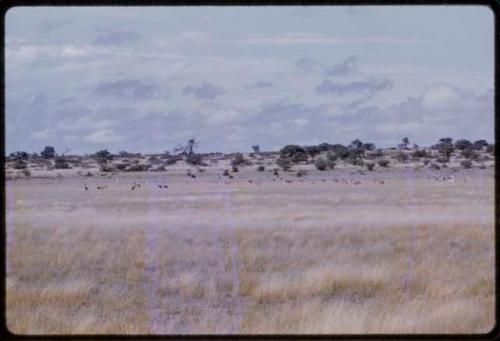 Springbok, seen from a distance