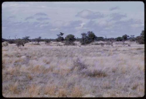 Springbok, seen from a distance