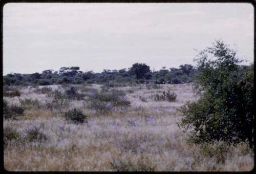 Wildebeest, seen from a distance