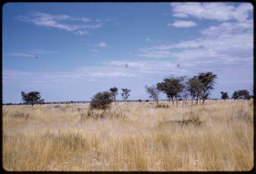 Landscape, grass and trees