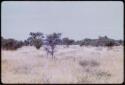 Landscape, grass and trees