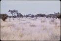 Landscape, grass and trees