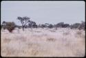 Springbok, seen in the distance