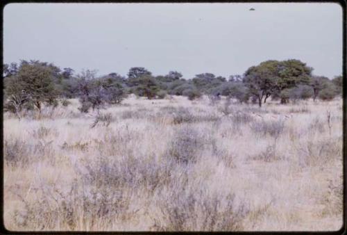 Springbok, seen in the distance