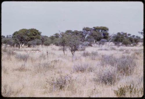 Springbok, seen in the distance