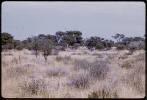 Springbok, seen in the distance