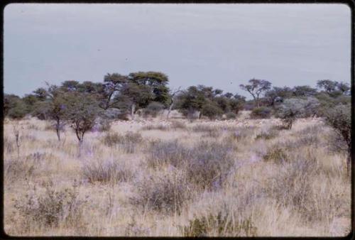 Springbok, seen in the distance