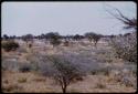 Wildebeest, in the distance