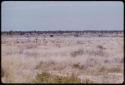 Springbok, seen in the distance