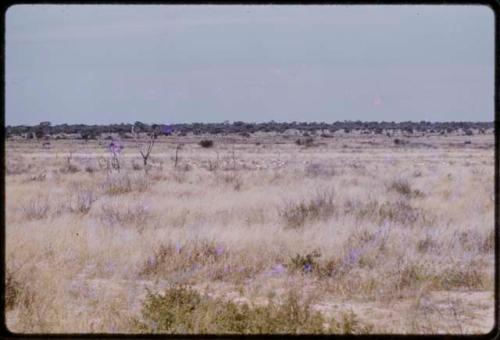 Springbok, seen in the distance