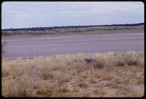 Springbok, seen in the distance