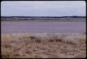 Springbok, seen in the distance