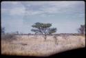 Landscape, grass and trees (image partially obscured)